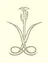 VC